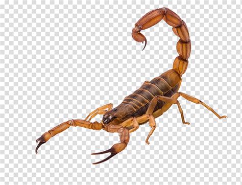 Insect Scorpion Earwigs Pest Arachnid Transparent Background PNG