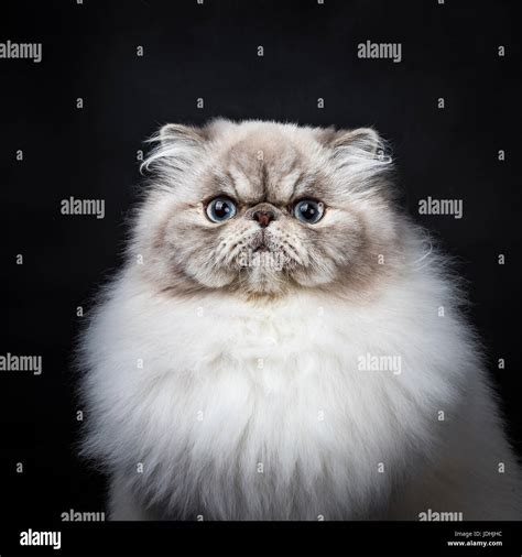 Head Shot Of Tabby Point Persian Cat Sitting Isolated On Black