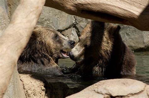 Vacation Iib San Diego Zoo 55 San Diego Zoo Grizzly Bear Flickr