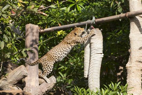 Leopard Eating Food On The Tree Stock Image Image Of Feline Nature
