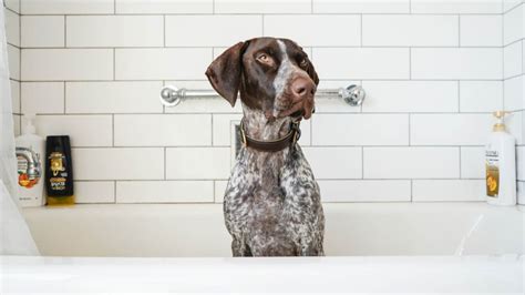 5 Best Things About German Shorthaired Pointers Youtube
