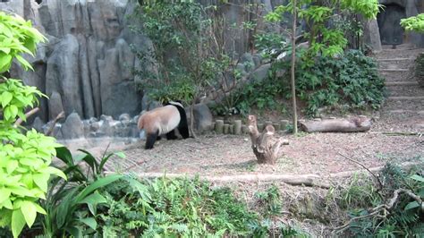 Check out 10 answers, plus see 22,358 reviews, articles, and 17,288 photos of singapore zoo, ranked no.7 on tripadvisor. Panda @ Singapore River Safari - YouTube