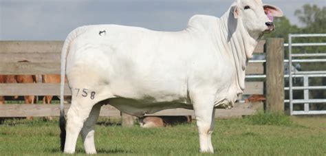 Polled Brahman Cattle For Sale In Texas Moreno Ranches