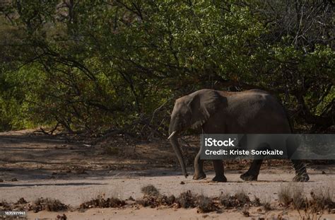 African Elephant Walking In Damaraland Namibia Stock Photo Download