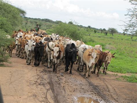 Penn Team Links Africans Ability To Digest Milk To Spread Of Cattle