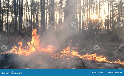 Forest Fire In Pine Stand Stock Video Video Of Blaze 182511651