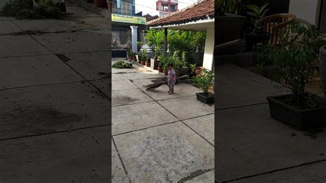 Maybe you would like to learn more about one of these? Nyapu halaman rumah amih ... - YouTube