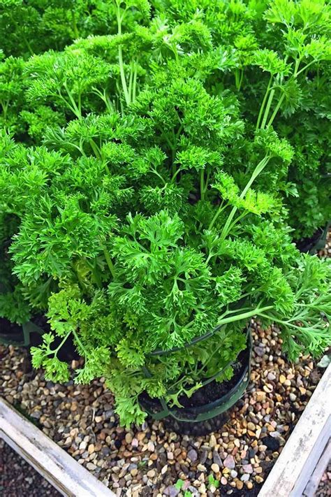 Check spelling or type a new query. How to Grow Parsley in Your Home Herb Garden | Gardener's ...