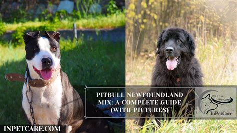 Pitbull Newfoundland Mix A Complete Guide With Pictures