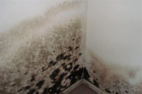 Mold on drywall mold on sheetrock how to find and test for mold. What Is Mold? - Mold Killer Products