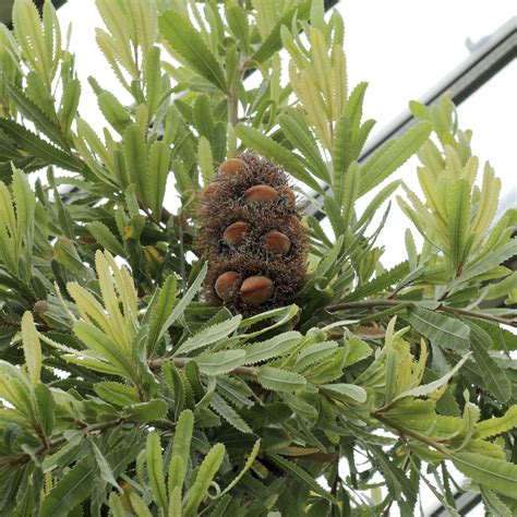 Details About Swamp Banksia Seeds Frost Resistant Old Man Banksia Small