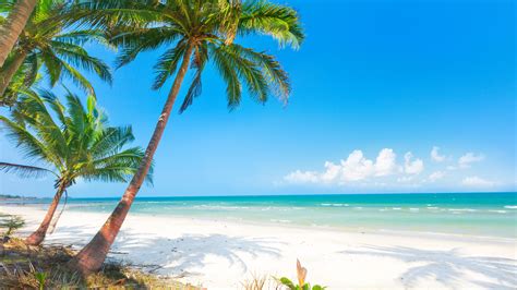 Check spelling or type a new query. Wallpaper Summer, beach, palm trees, sea 3840x2160 UHD 4K ...