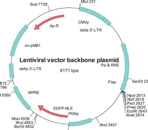 A Typical Lentiviral Vector Backbone Plasmid Download Scientific Diagram