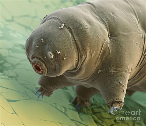 Water Bear By Eye Of Science And Science Source Tardigrade Water