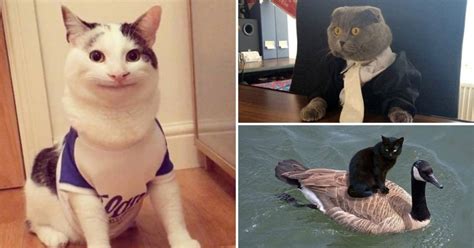 People Post Pics Of Their Cats Behaving Strangely Over The Holidays