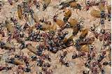 Images of Black Carpenter Ants
