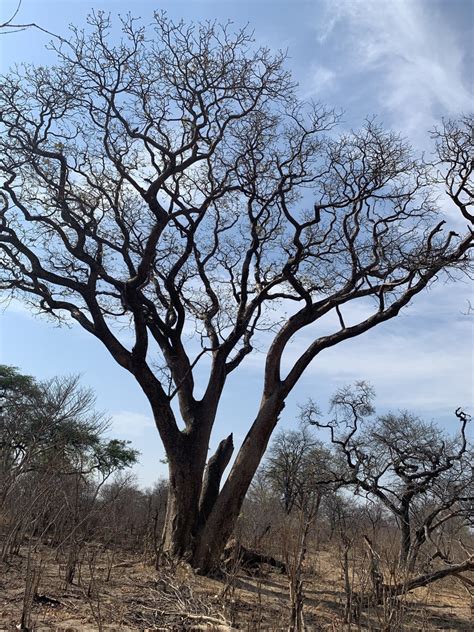 Manketti Tree From Chobe Bw On October 30 2022 At 0833 Am By Lyn