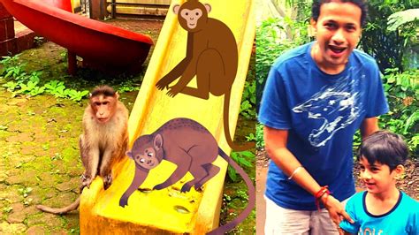Monkey Plays With Mansh And Ride On Slider In Park Comedy Video With
