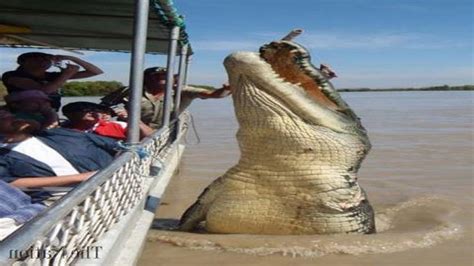 Top 5 Worlds Biggest Crocodiles In The World Doovi