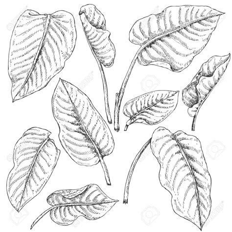 Tropical Leaves Drawing At Getdrawings Free Download