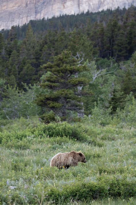 5 best places to see wildlife in glacier national park the national parks experience