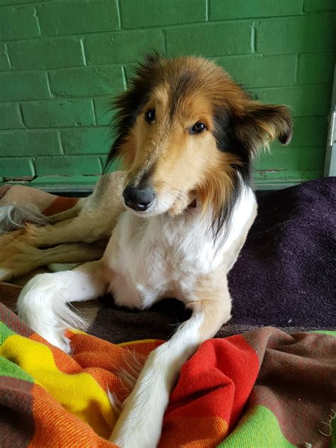 Stanley Id40391 Medium Male Collie Rough Dog In Vic Petrescue