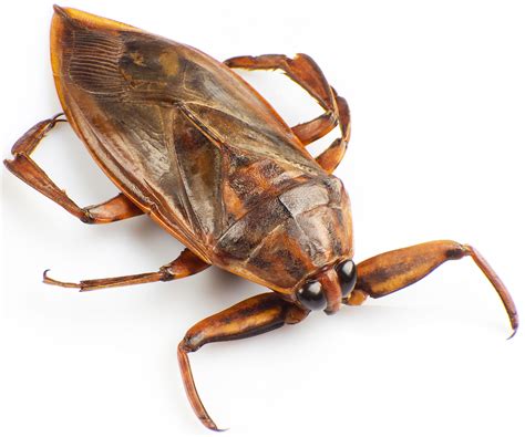 Giant Water Bug Eco Friends Pest Control