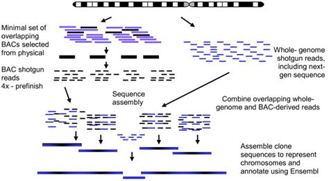Sequencing Strategy A Hybrid Approach Combining Hierarchical Shotgun