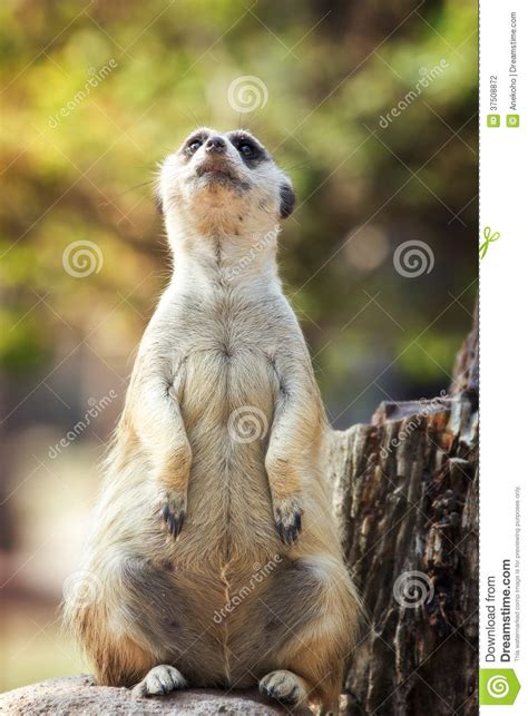 Portrait Of Meerkat Stock Photo Image Of Kalahari Hair 37508872