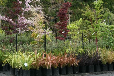 Check spelling or type a new query. Cherry trees - Fronds New Zealand, suppliers of native New ...