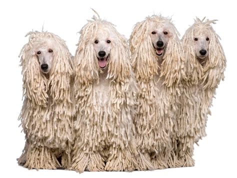 Dog That Looks Like A Mop The Smart Dog Guide