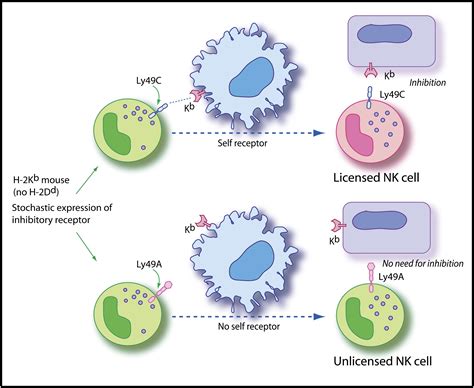 Natural Killer Cell Cells At Work