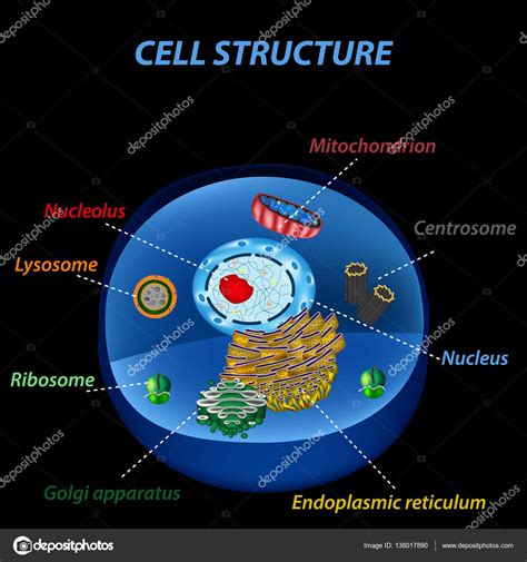 Structuur Van Menselijke Cellen Organellen De Kern Kern