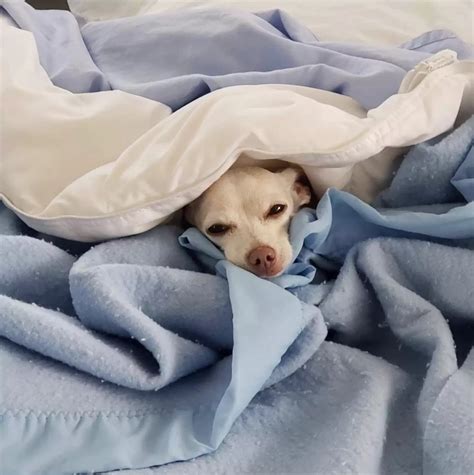 100-Year-Old Woman Applies To Adopt Senior Dog, Their Match Is Just Perfect