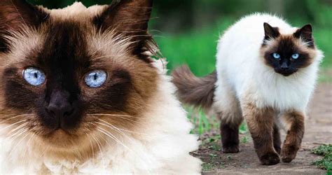 Himalyan Cat Breed All You Need To Know About Himalayan Cats