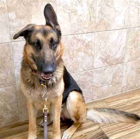 Perhaps never in the history of any breed has such concerted effort been put into improving a dog, mostly due to the formation in 1899 of the verein fur deutsche scharferhunde sv, an organization in germany devoted to overseeing the breeding of the. Dog Abandoned At Shelter Because His Family Was Having A ...