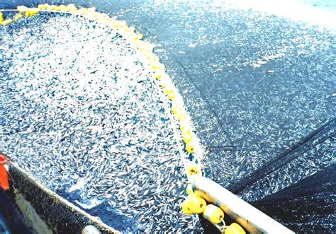 Overfishing Overfished Fish