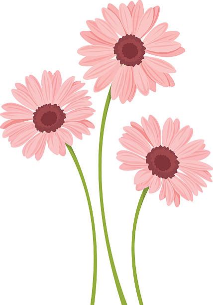 Gerber Daisies On White Illustrations Royalty Free Vector Graphics