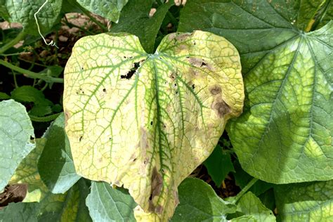 Causes For Cucumber Leaves To Turn Yellow And How To Fix Them
