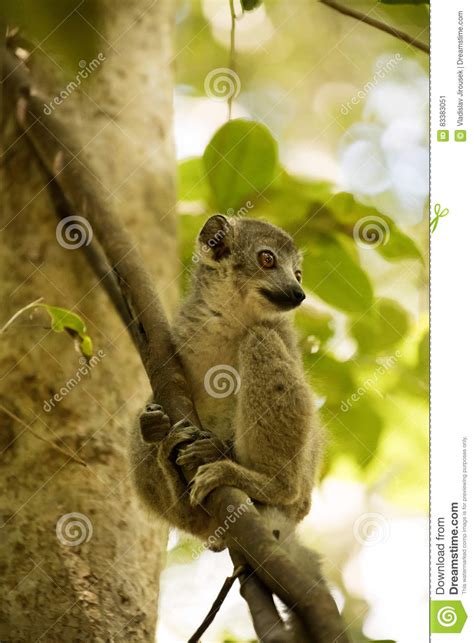 Young Crowned Lemur Eulemur Coronatus From A Tree Watching The