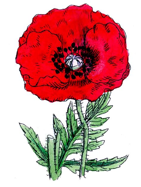 Free Red Poppy Cliparts Download Free Red Poppy Cliparts Png Images