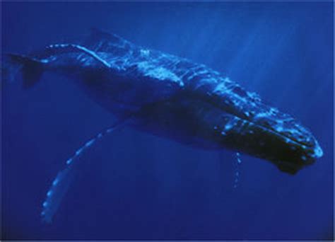 (藍鯨, 蓝鲸) 鯨的一種， 身體為藍灰色， 有白色斑點， 體長達三十餘米。 藍鯨- 台灣Word