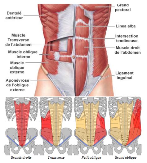 Les Abdominaux Anatomie Des Muscles Muscle Abdominal Anatomie Du Corps
