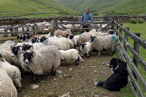Sheep Pens At Kerrcleuch © Walter Baxter Geograph Britain And Ireland