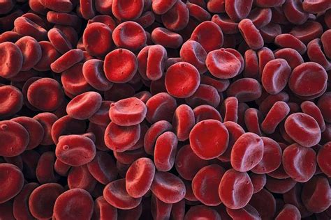 2019 Preview People Will Receive Transfusions Of Artificial Blood