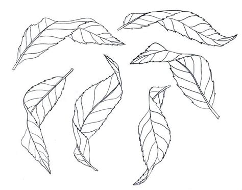 Flower Drawing Tutorials Flower Art Drawing Leaf Drawing Nature