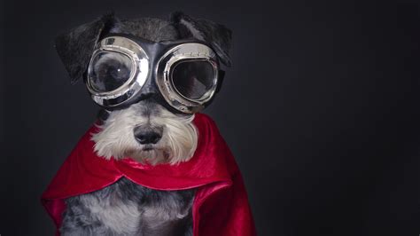 7 Real Life Reasons Your Dog Is A Furry Superhero Huffpost
