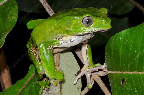 Giant Monkey Frog Phyllomedusa Bicolor Stock Image C0502957