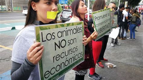 Activistas Contra La Venta De Animales Exóticos En Cdmx Reportaje