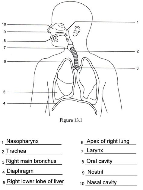 Respiratory System Labeling Worksheet